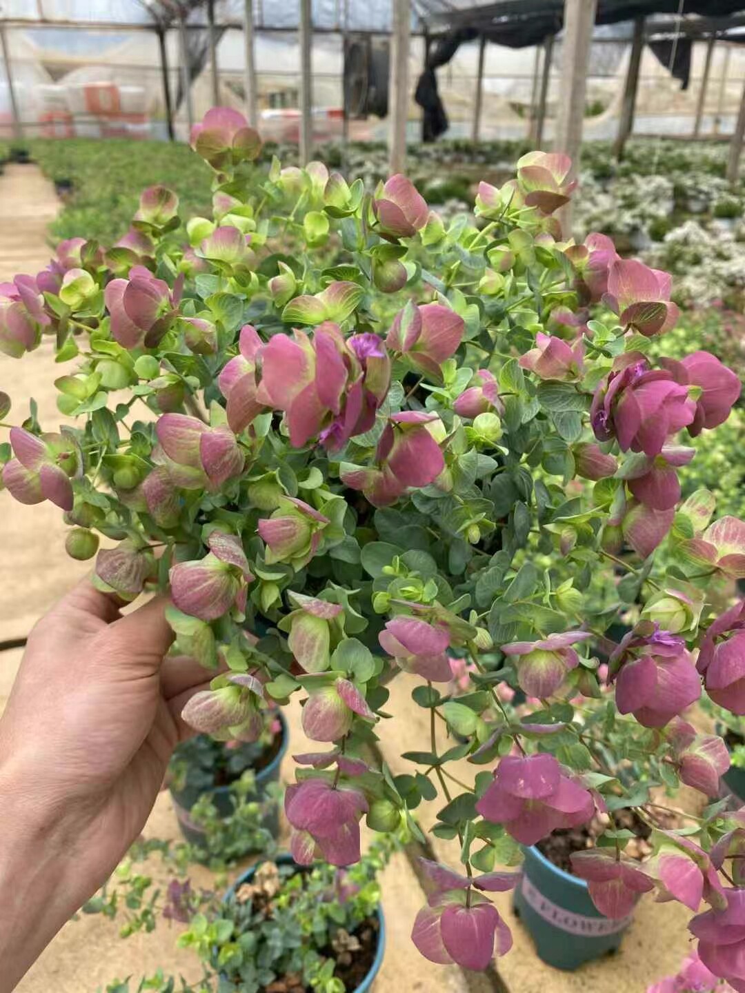 玫瑰牛至折纸画耐热盆栽多年生花卉植物室内阳台庭院好养活四季
