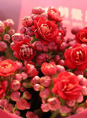 牛顿正红色长寿花重瓣盆栽带花苞室内阳台花卉四季好养易活窗台