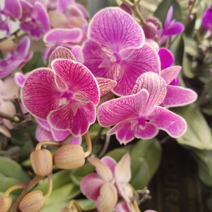 蝴蝶兰盆栽带花苞室内阳台花卉植物好养易活多季开花带花剑花苗