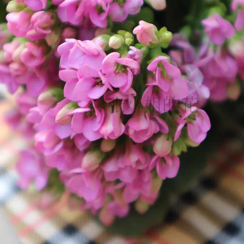 岩丁单瓣长寿花带花苞复色