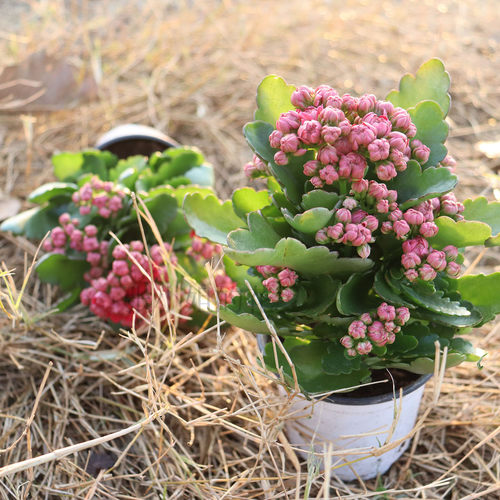 喜糖长寿花带花苞室内阳台花卉植物小盆栽花期长办公室桌面大花朵