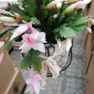 蟹爪兰里瓦室内阳台盆栽耐寒蟹爪莲花卉多肉客厅植物客厅桌面好养