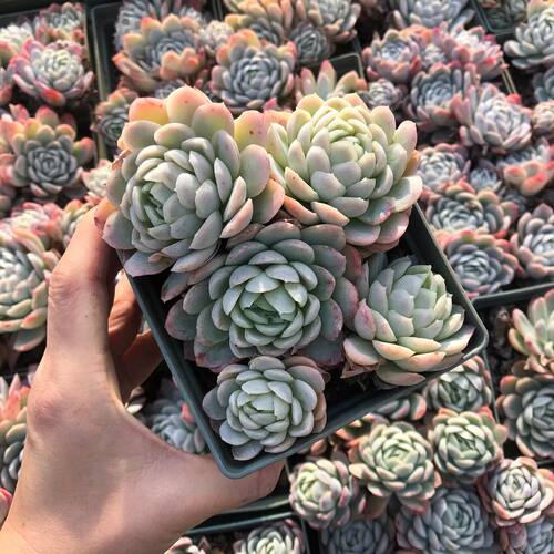 多肉植物室内阳台办公室桌面阳台窗台好养肉肉