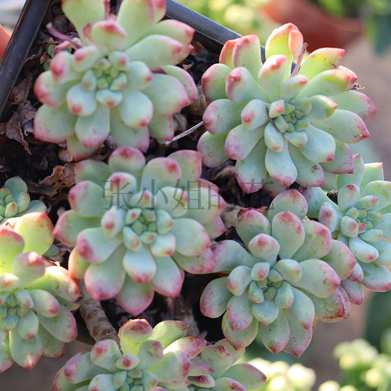 蓝苹果多肉植物肉肉群生大盆好养净化空气美观