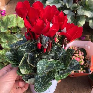 【新品特惠】红色仙客来花卉盆栽兔耳花四季好养带花苞阳台室内