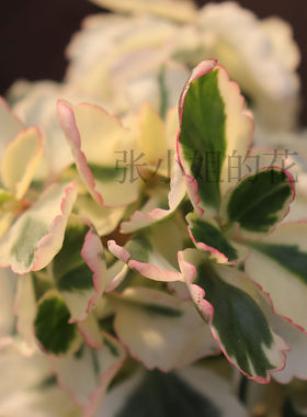 锦玉长寿花耐寒冬季花卉室内阳台植物盆栽网红观叶绿植净化空气