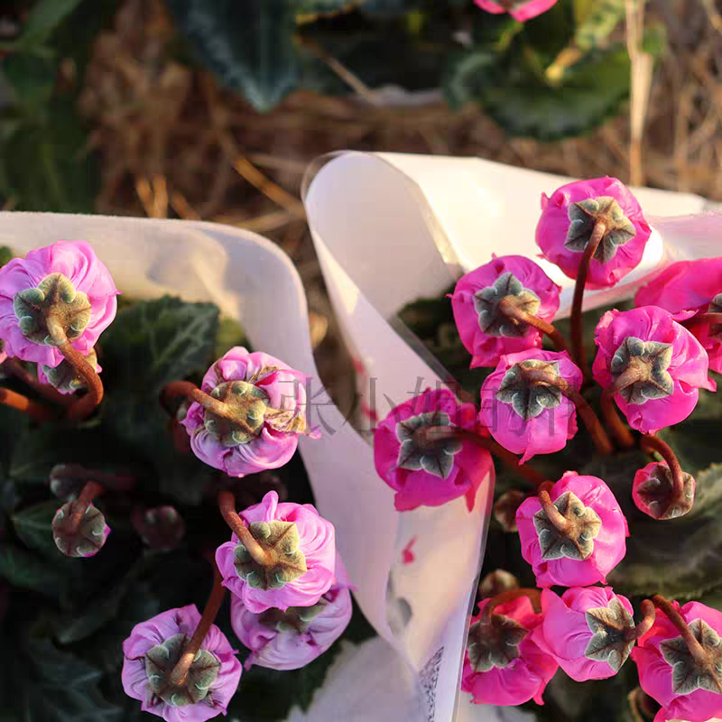 【直播特惠两盆装仙客来】花卉盆栽耐寒兔耳花室内阳台花卉花期长