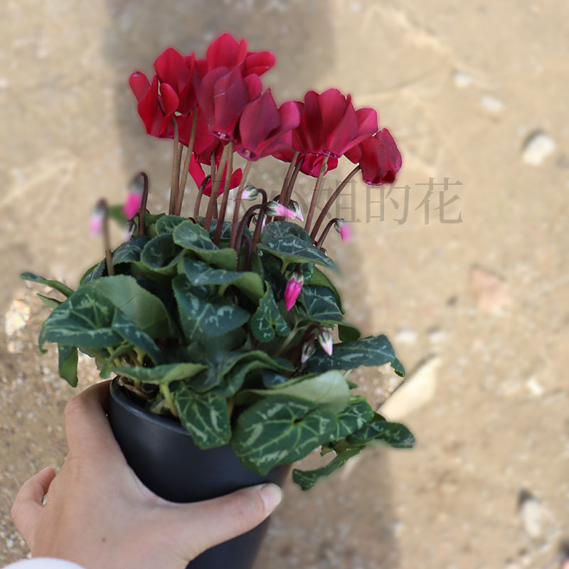 酒红仙客来盆栽带花苞花卉室内客厅阳台花露台耐寒花期长兔耳花