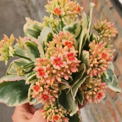 新品锦玉长寿花花苗盆栽单瓣四季开花好养花期长耐寒观叶观花室内