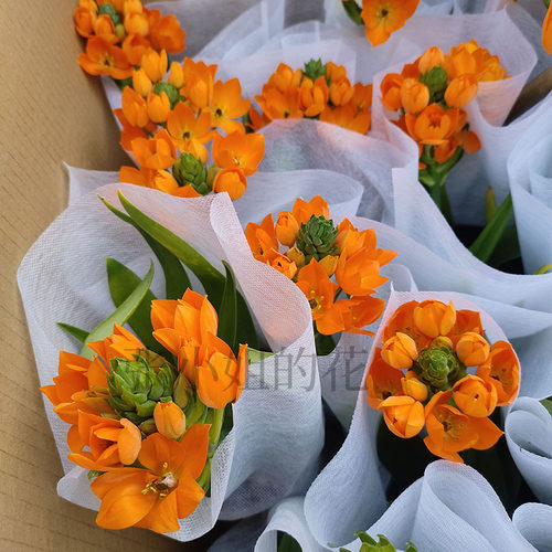 圣心百合带花苞室内阳台花卉客厅窗台春季植物好养观花易活庭院