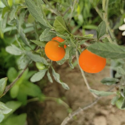 大颗看樱桃花卉果子带果子盆栽好养植物室内阳台庭院花园