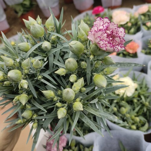 康乃馨盆栽带花苞重瓣阳台室内花期长花卉窗台桌面春季多年生