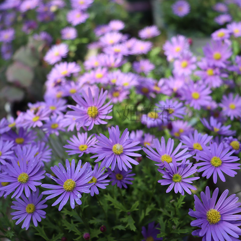 带花苞姬小菊花卉盆栽植物室内阳台花园庭院多年生花卉多年生包邮