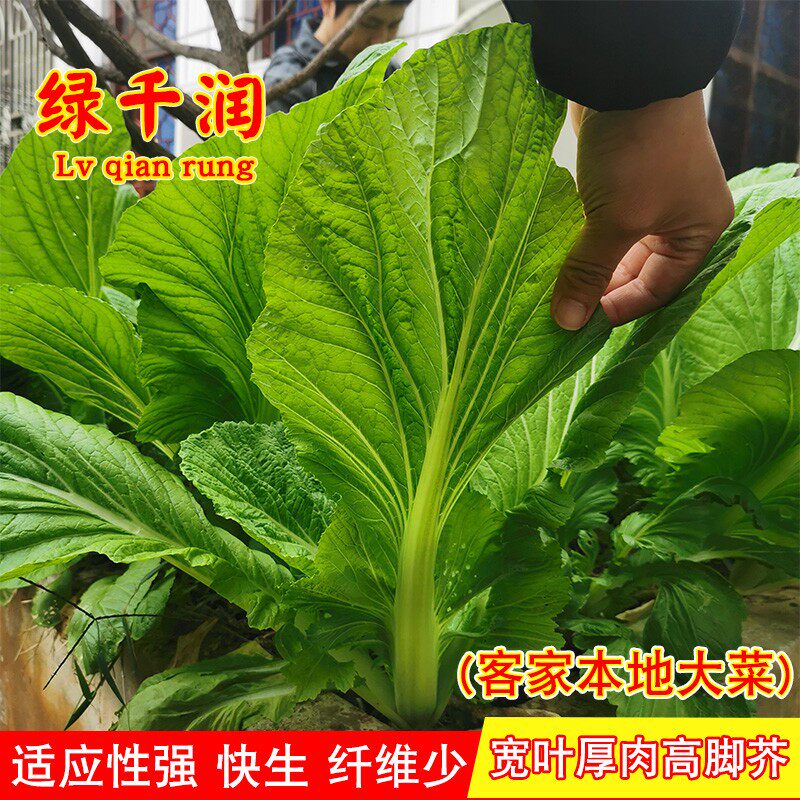 芥菜种子客家本地宽叶厚肉大叶芥菜种籽秋季大田农家菜园蔬菜种孑
