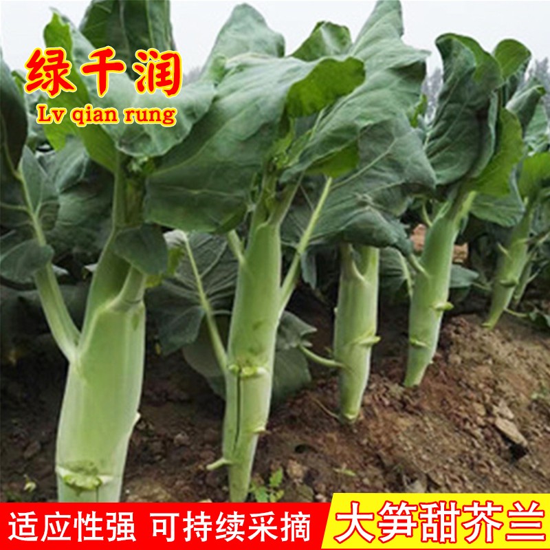 脆芥蓝种子粗条籽大笋甜芥兰南方四季菜籽大芥兰菜秋季蔬菜种籽孑