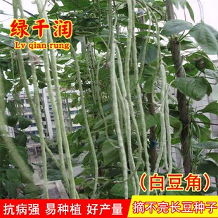 白豆角籽白不老架芸豆种子豆架豆种高产春秋播种四季蔬菜农家田园