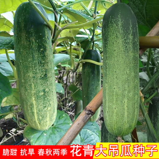 花青大吊瓜种子春秋季大青瓜耐热旱黄瓜种籽阳台盆栽四季蔬菜种孑