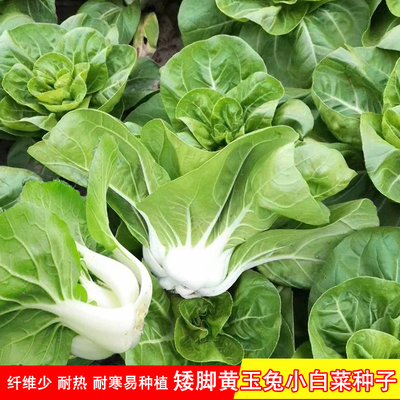 矮脚黄奶白菜种子小白菜青菜黑叶白菜秋季冬季农家四季蔬菜孑菜籽