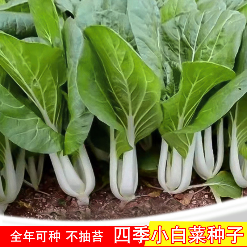 四季小白菜种子客家甜白菜种籽本土农家菜园青菜阳台盆栽蔬菜种孑,鲜花速递/花卉仿真/绿植园艺,家庭园艺种子,淘宝优惠券,粉丝福利购,淘宝优惠卷