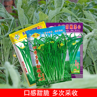 四季多芽卷叶菜心种子广西桂林柳叶菜心种子农家菜园阳台盆栽秋冬