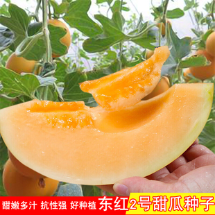 东红2号黄皮黄肉蜜甜瓜种子懒汉甜瓜种孑简单产量高脆甜好吃春季