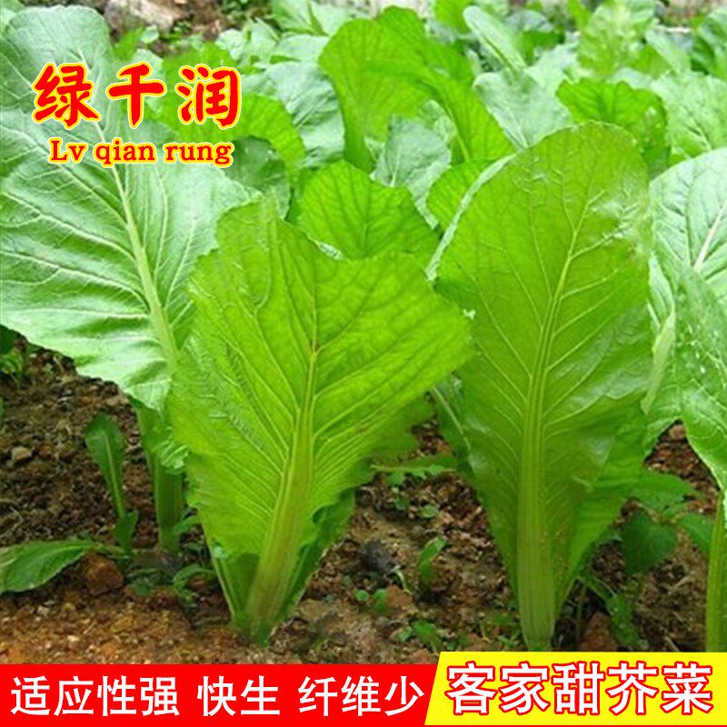 芥菜种子客家本地大叶甜竹芥菜种籽高产青菜春秋冬季种蔬菜种孑籽