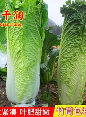 天津绿青口竹筒包大白菜种子青麻叶白菜种籽高产农家四季蔬菜种孑