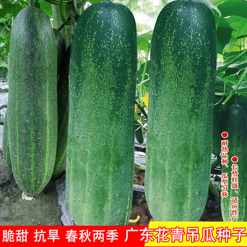 广东花青瓜种子苗春秋季播种旱黄瓜种籽新手易种农家高产吊瓜种子