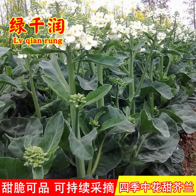 四季中花甜芥蓝菜种籽芥兰菜阳台盆栽庭院易种蔬菜种子籽