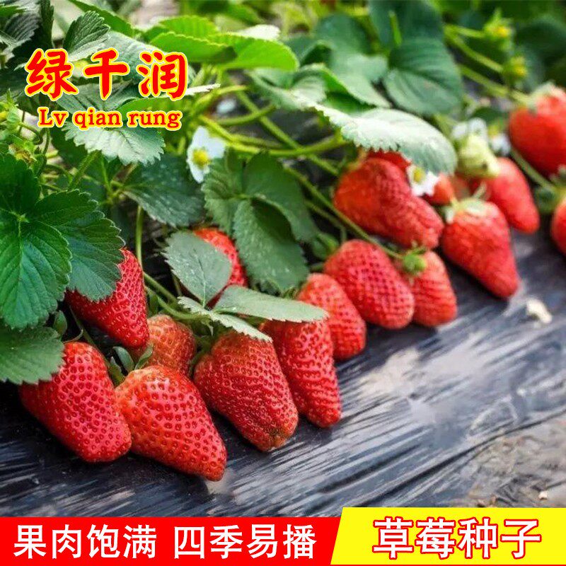 牛奶草莓种子四季盆栽水果种子易活室内外水果草莓蔬菜种子春秋季
