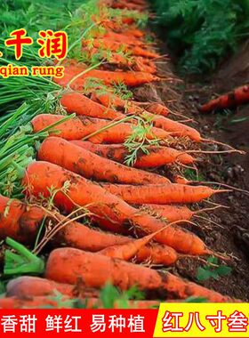 盈科秋冬脆甜九寸三红胡萝卜早熟