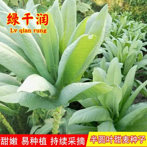 四季蔬菜籽华木高产易种春秋