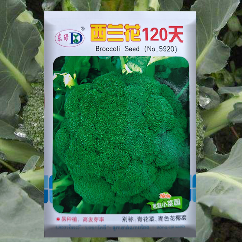 西兰花120天种子西蓝花菜种孑秋冬松花菜种籽农家菜园高产蔬菜子