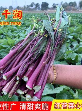 蔬菜紫红四季易种植盆栽菜心