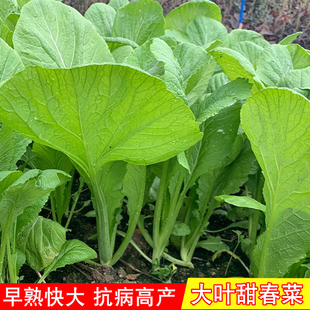 大叶甜春菜四季甜春菜种籽小白菜香芥菜耐热阳台盆栽四季播蔬菜子