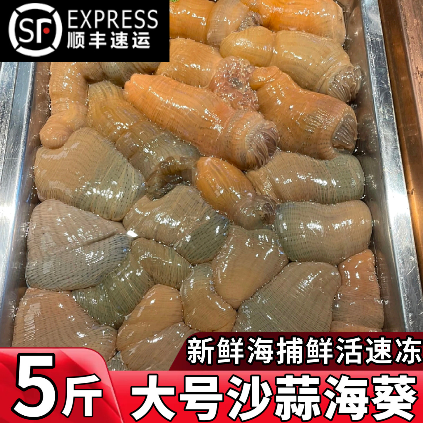 新鲜海葵沙蒜鲜活冷冻五斤商用