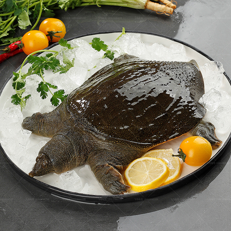生態(tài)外塘大甲魚活鮮公母野外放養(yǎng)鱉生長甲魚雌雄水魚團魚王八青黃