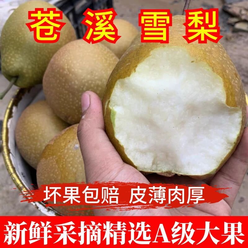 四川广元苍溪雪梨称坨梨施家梨黄皮梨应季新鲜翠冠梨当季水果整箱