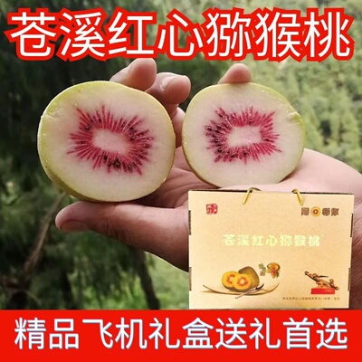 苍溪红心猕猴桃红阳苍溪