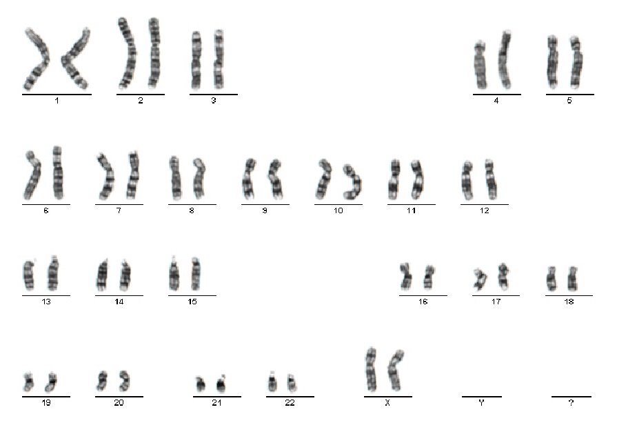 染色体核型配对分析工作站软件图像采集录像播放 随心所欲win7