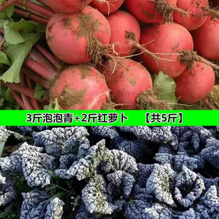 随州安居泡泡青菜矮杆打霜新鲜蔬菜现挖现发沙湾红皮萝卜湖北特产