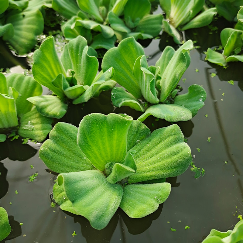 水芙蓉浮萍养鱼虾水生植物水葫芦池塘净化水质水草四季庭院客厅