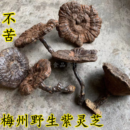 野生灵芝紫灵芝梅州正宗林下采摘整枝灵芝干货煲汤不苦500克包邮