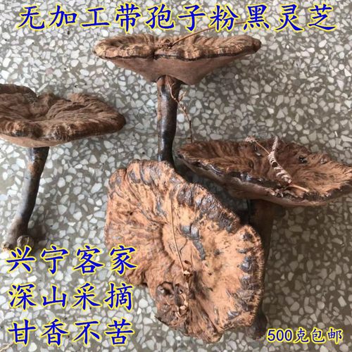 紫灵芝长柄短柄含孢子粉干货整枝
