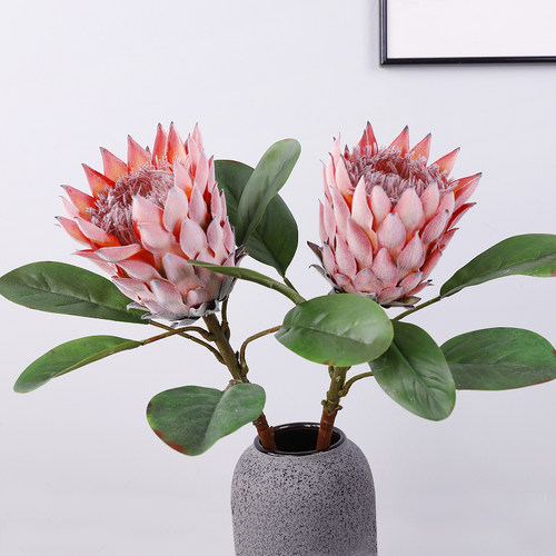 橘梦帝王花客厅霸王花单支装饰