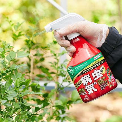 现货！日本住友大红瓶喷雾蚧壳虫介壳虫根腐黑星病黑斑蚜虫