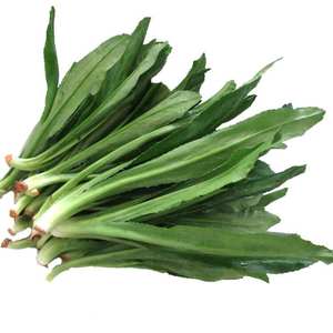 刺芫荽 大香菜 刺芹 洋鹅芥假芫茜元西\/缅芜荽