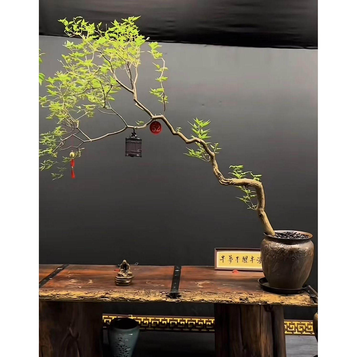 大型黄荆盆景造型一物一拍订制【联系客服】