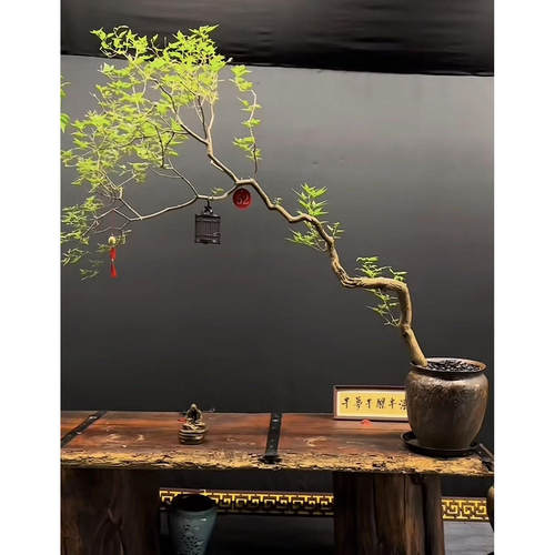大型黄荆盆景造型一物一拍订制【联系客服】