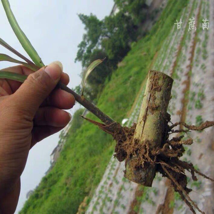 陶山甘蔗种芽青皮水果农家甘蔗苗绿皮水果甘蔗每根甘蔗苗秧带叶子